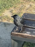 アウシュヴィッツ訪問（３）