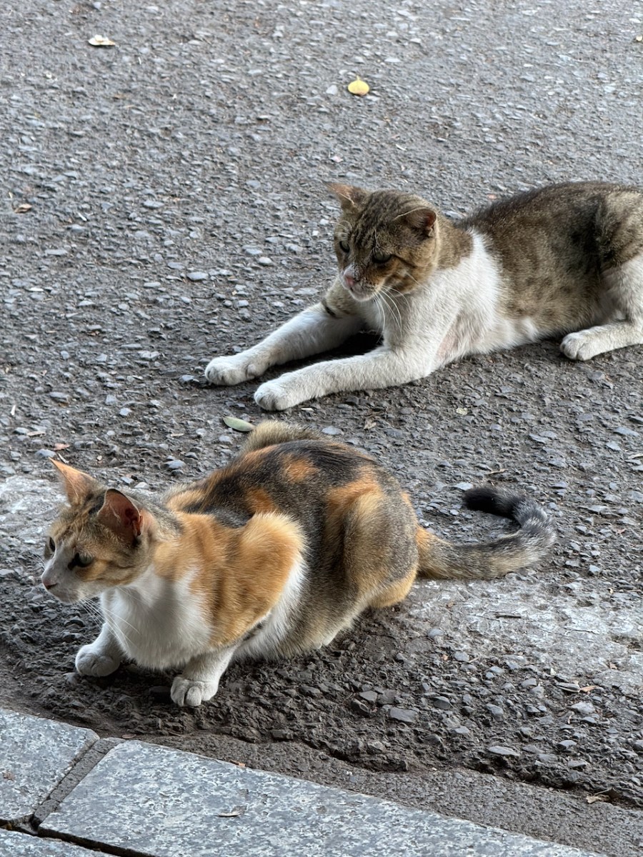 断食の違い